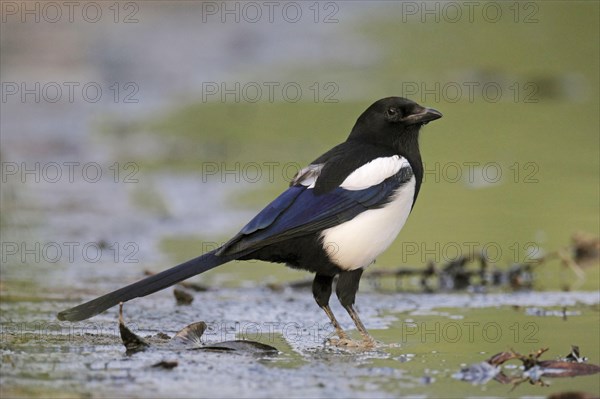 Common Magpie