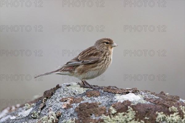 Twite