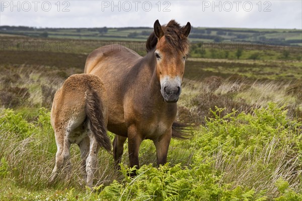 The Exmoor pony is a breed of horse native to the British Isles