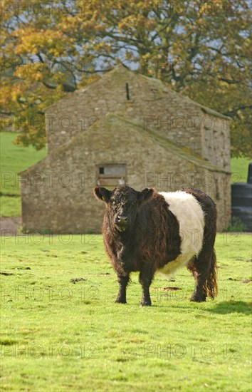 Domestic Cattle