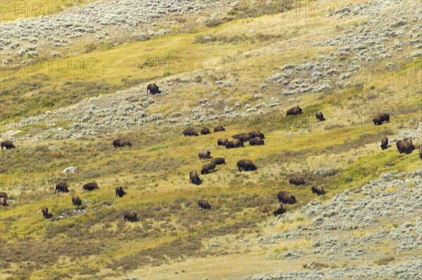 North American Bison