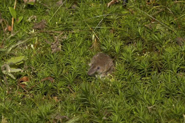 Eurasian pygmy shrew