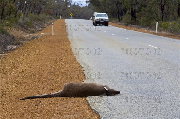 Western Grey Giant Kangaroo