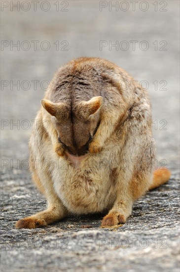 Mareeba Rock Wallaby