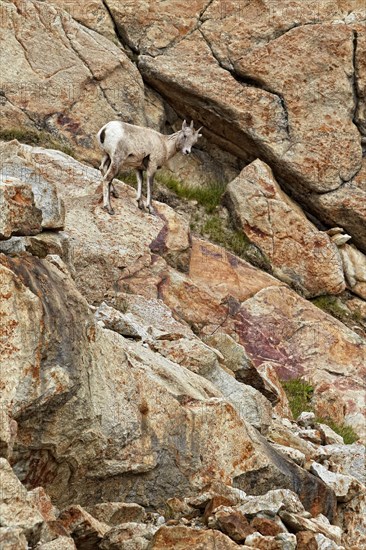 Bighorn sheep