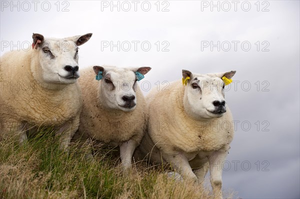 Domestic sheep