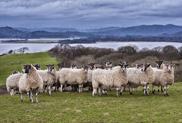 Domestic Sheep