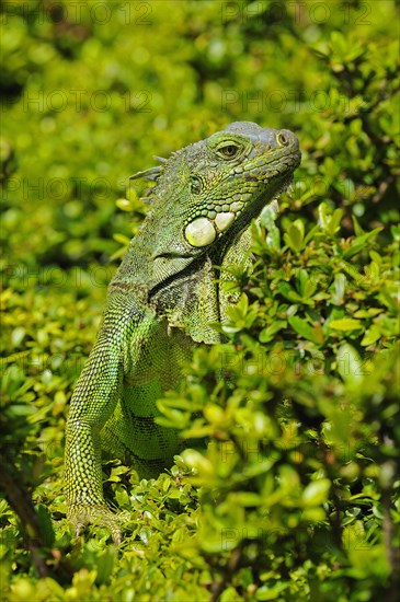 Green iguana