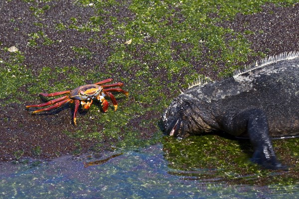 Galapagos Sea Lizard