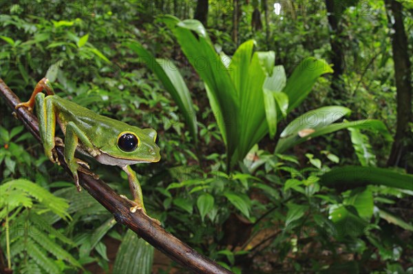 Black-eyed sea frog