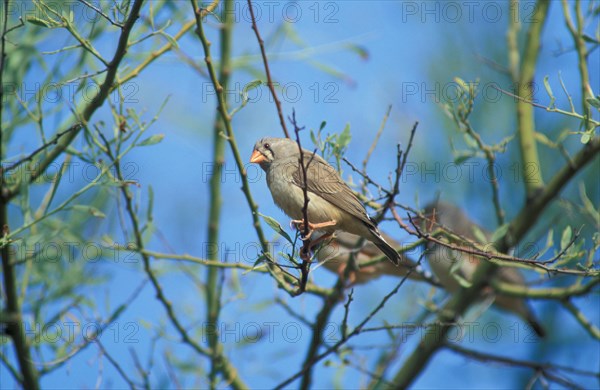 Zebra Finch