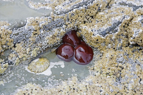 Beadlet Anemone