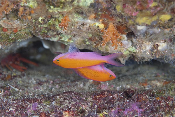 Bicolour Anthias