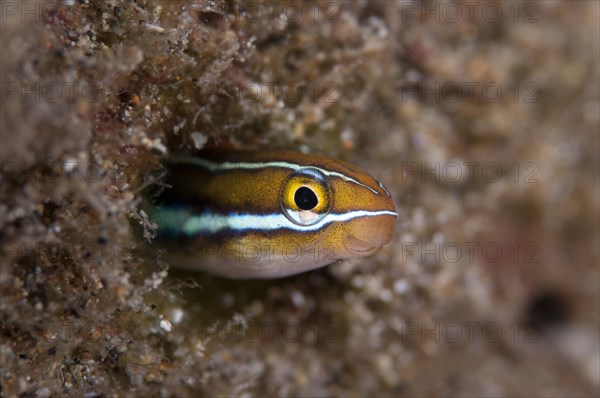 Bluestriped fangblenny