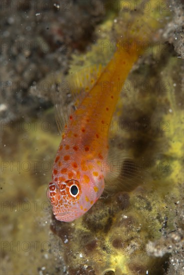 Coral Goby