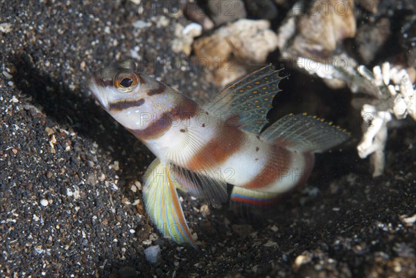 Diagonal Shrimpgoby