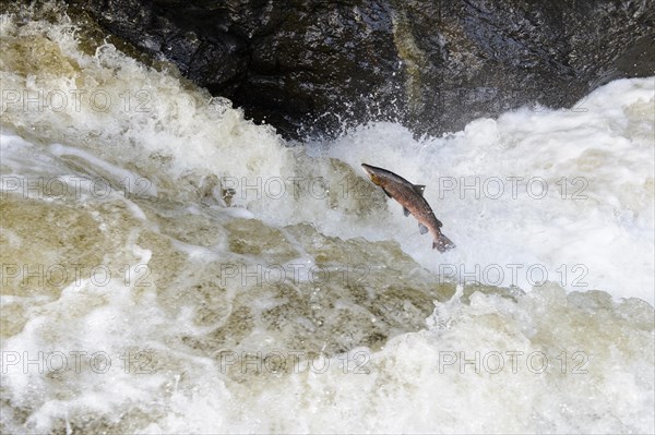 Adult atlantic salmon