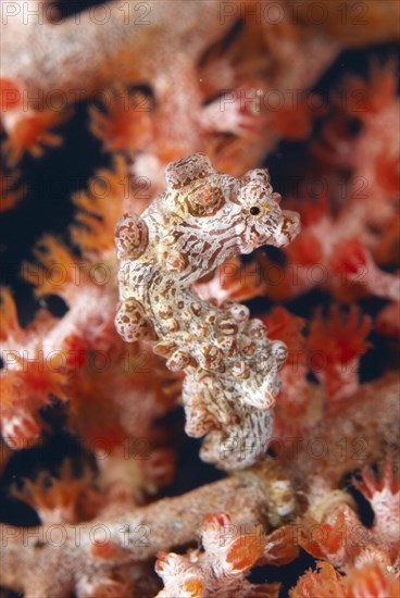 Bargibanti's Pygmy Seahorse