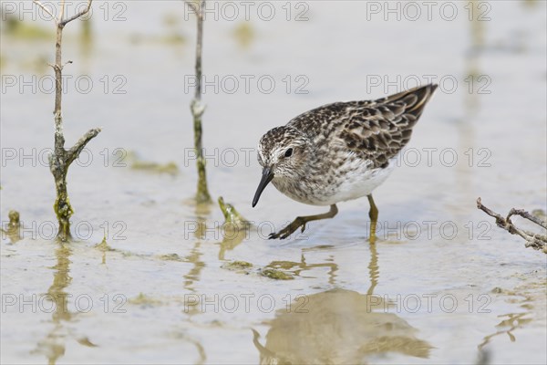 Least Sandpiper