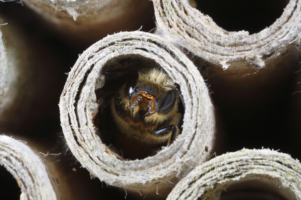 Mason Bee