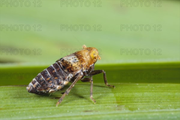 Planthopper