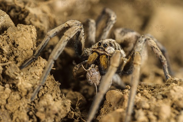 Black-bellied tarantula