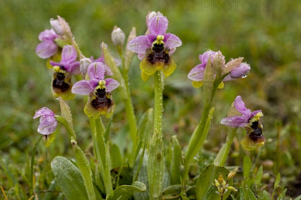 Flowering sawfly orchid