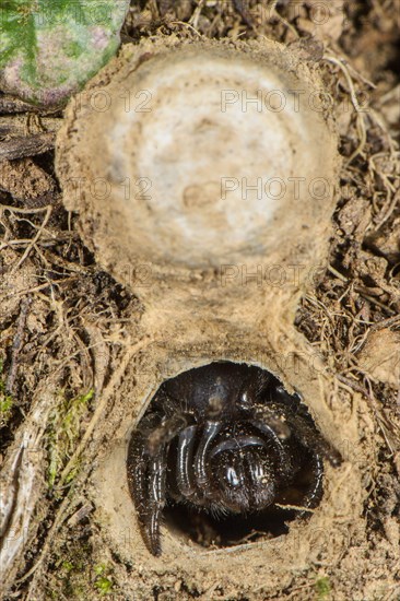 Moggridge's Trapdoor Spider