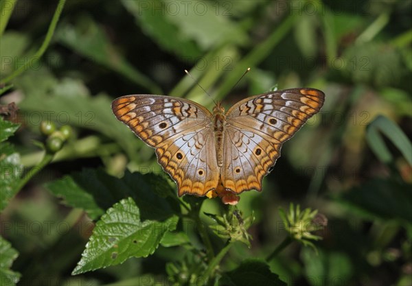 White Peacock