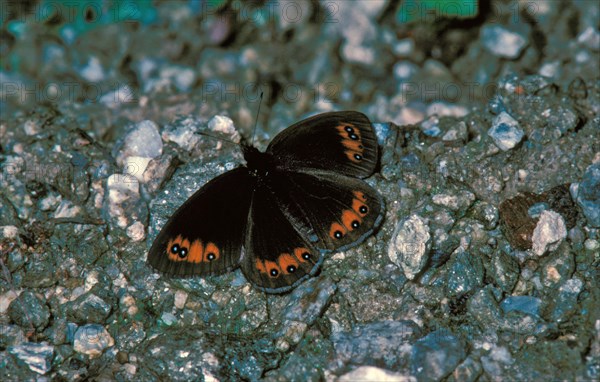 Yellow-banded Ringlet