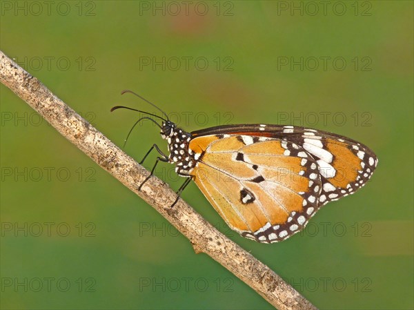 Brush-footed butterfly