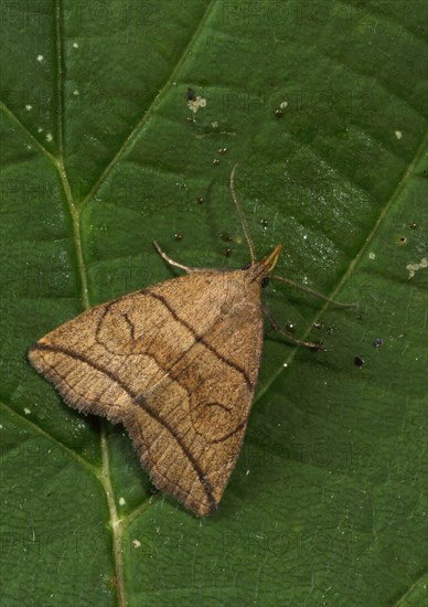 Zanclognatha nemoralis