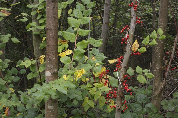 Black Bryony