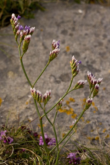 Rock Sea-lavender