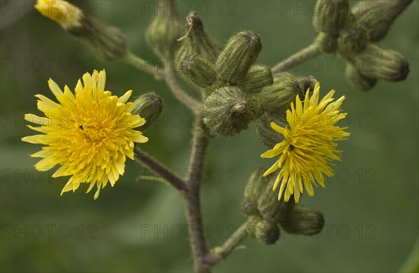 Marsh Sowthistle