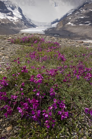 Northern Sweet Vetch