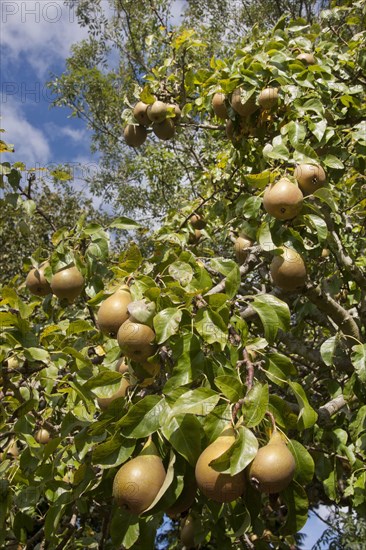 Common european pear