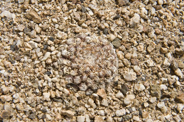 Copiapoa