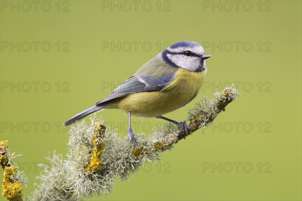 Blue tit