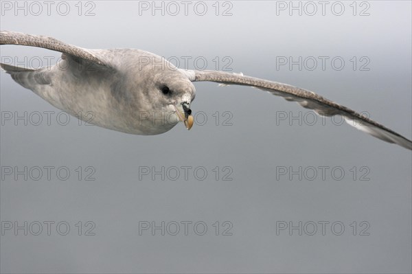 Close-up of the northern fulmar