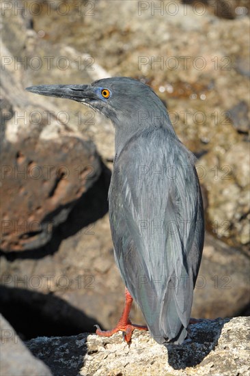 Lava heron