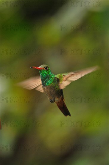 Rufous-tailed azily