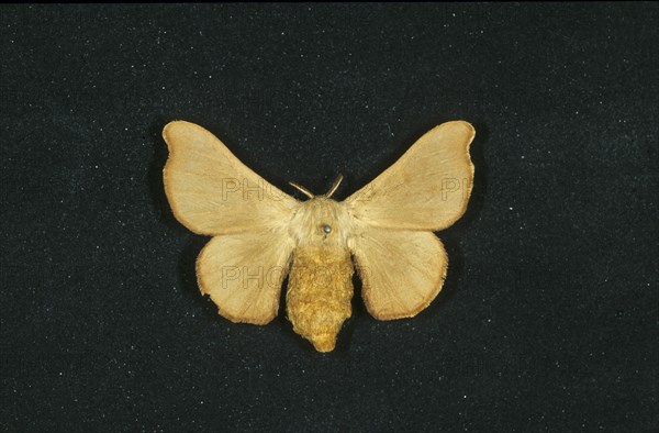 Silk moth