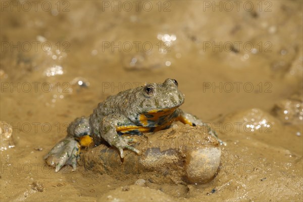 Yellow-bellied toad