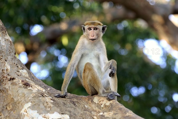 Toque macaque