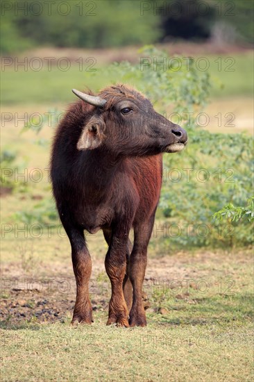 Water buffalo