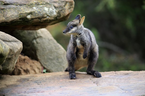 Brush-tailed rock-wallaby