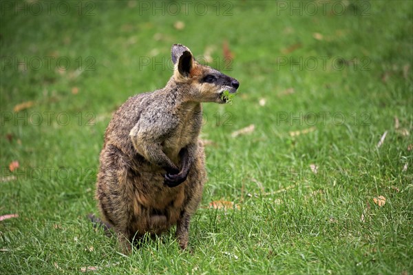 Agile wallaby