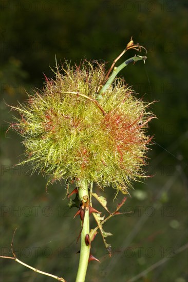 Rose gall wasp