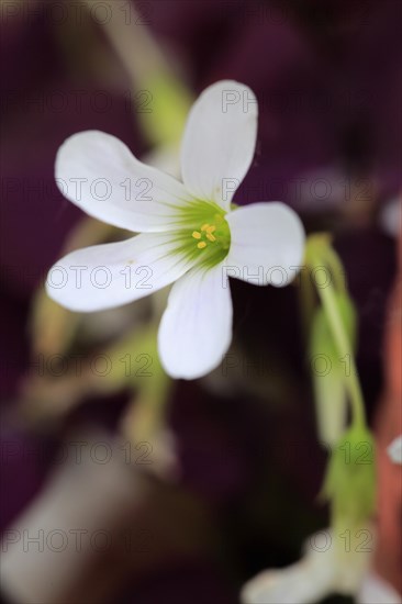 Violet clover
